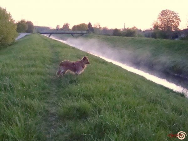 elysium - Tierverhalten Verstehen - Lernen sie den Hund verstehen