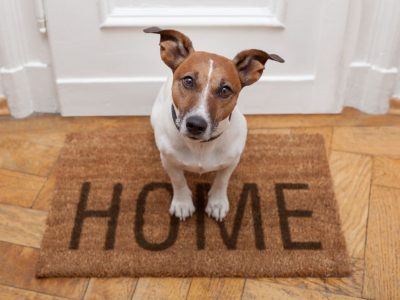 elysium - Tierverhalten verstehen - Verlassensein-Angst beim Hund – oder doch Kontroll-Verlust-Randale?